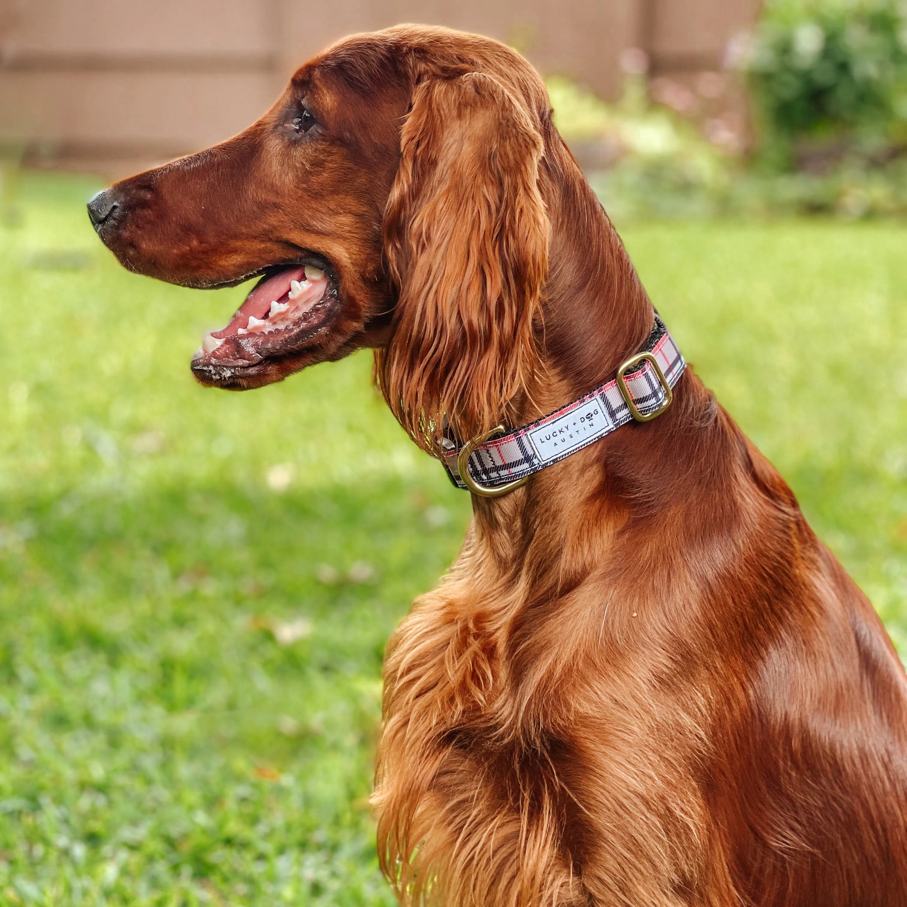 Fi Collar Band - London Furberry