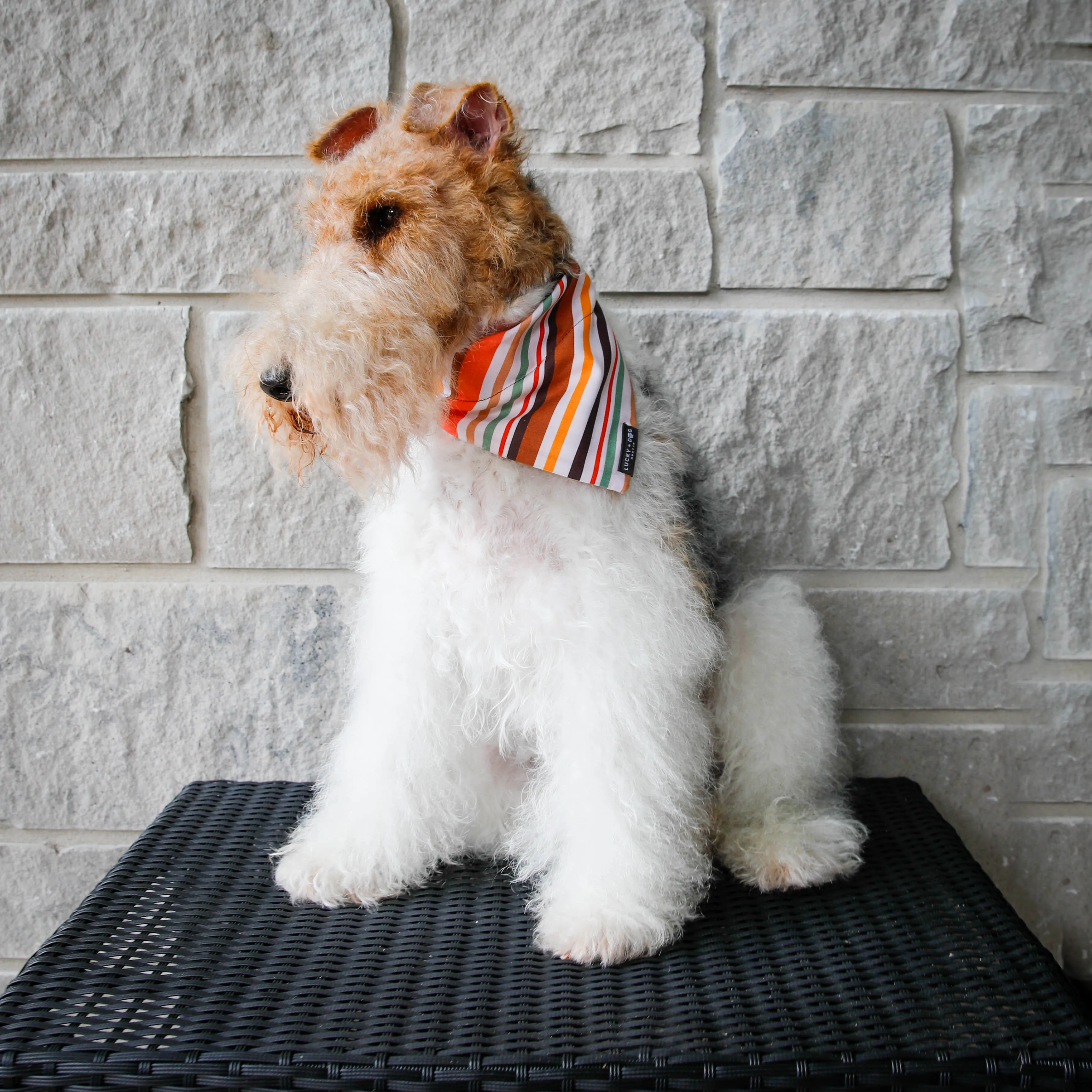 Fi Collar Band - Oak Pup
