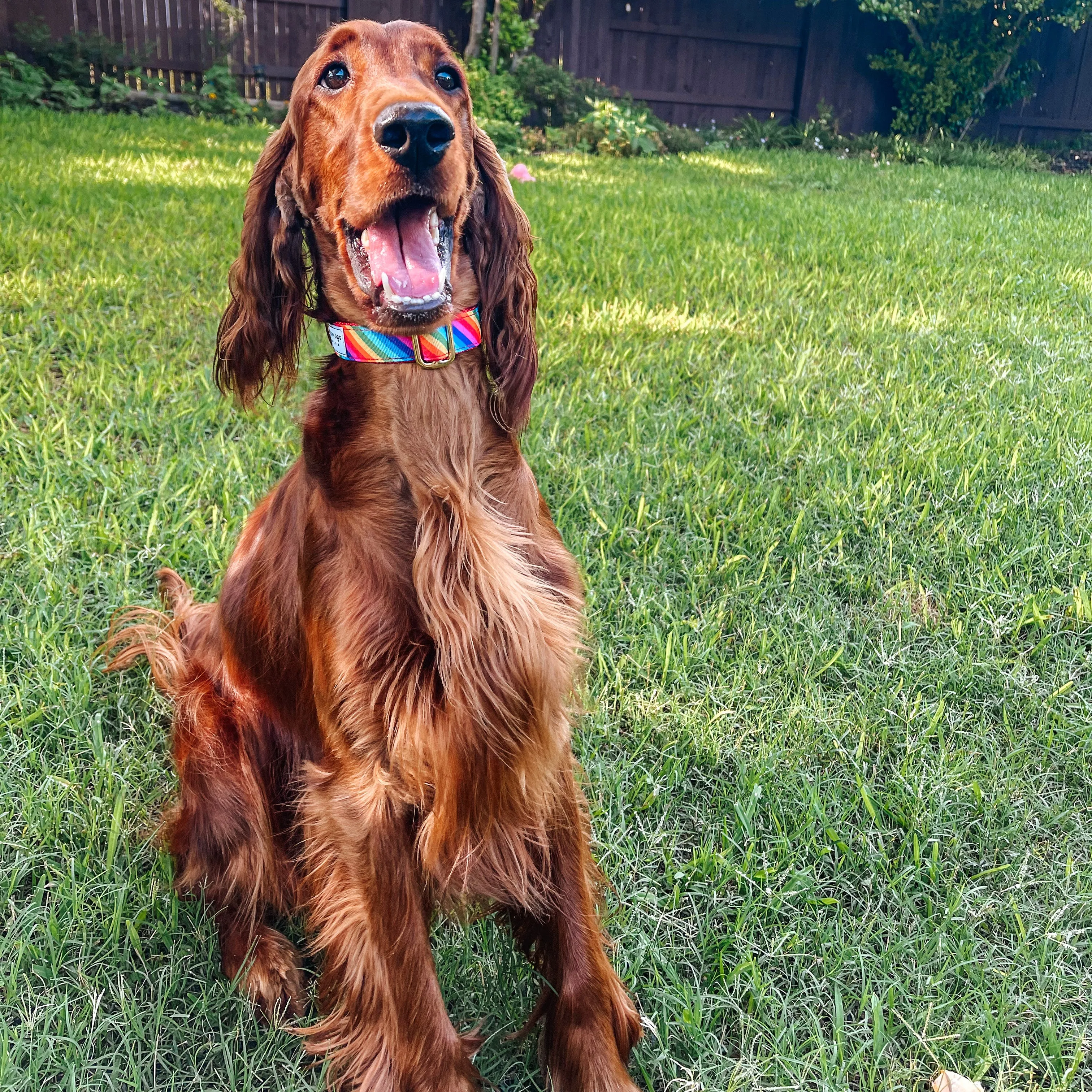 Fi Collar Band - Pride