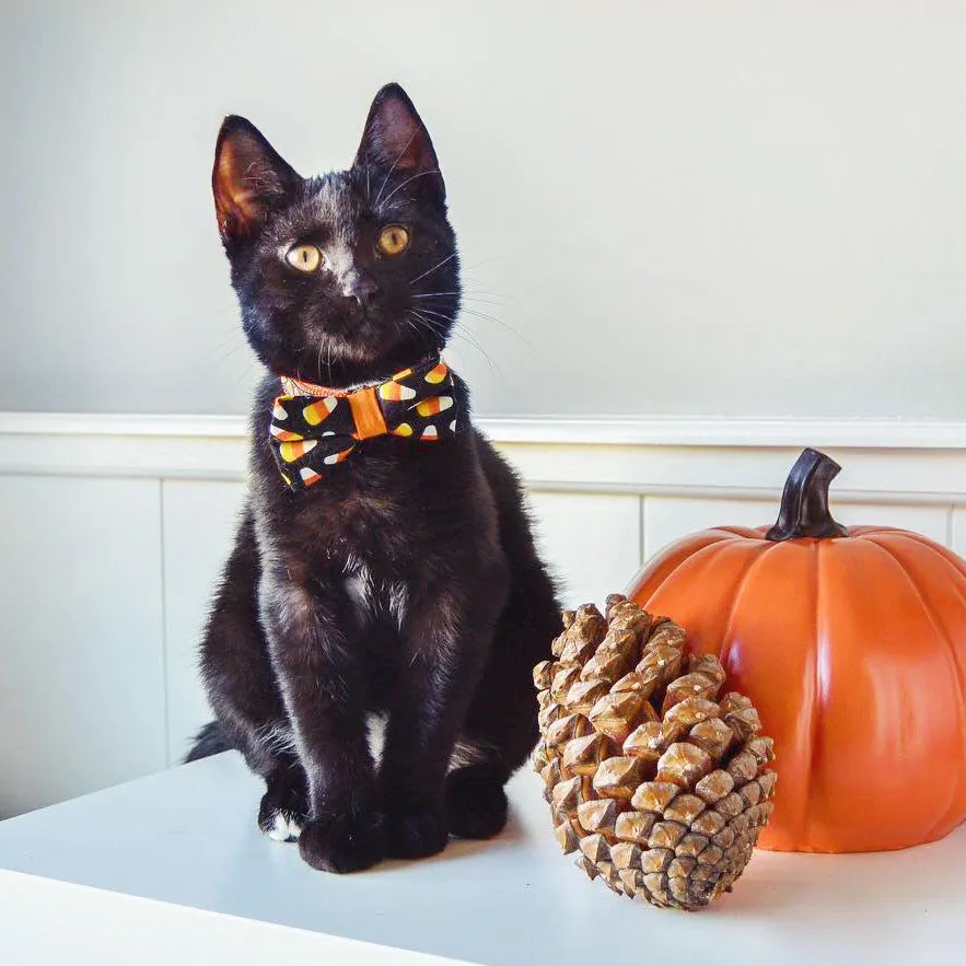 Halloween Cat Bow Tie - "Trick or Treat" - Candy Corn - Cat Bowtie / Kitten Bow Tie / Small Dog Bow Tie - Removable (One Size)