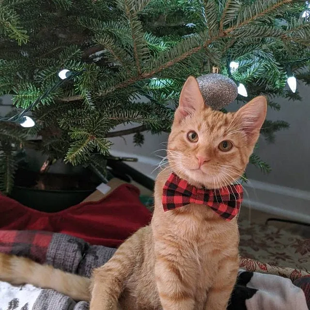Pet Bow Tie - "Cozy Cabin Red" - Buffalo Check Plaid in Red - Fall / Winter / Holiday / Hipster - Detachable Bowtie for Cats   Dogs