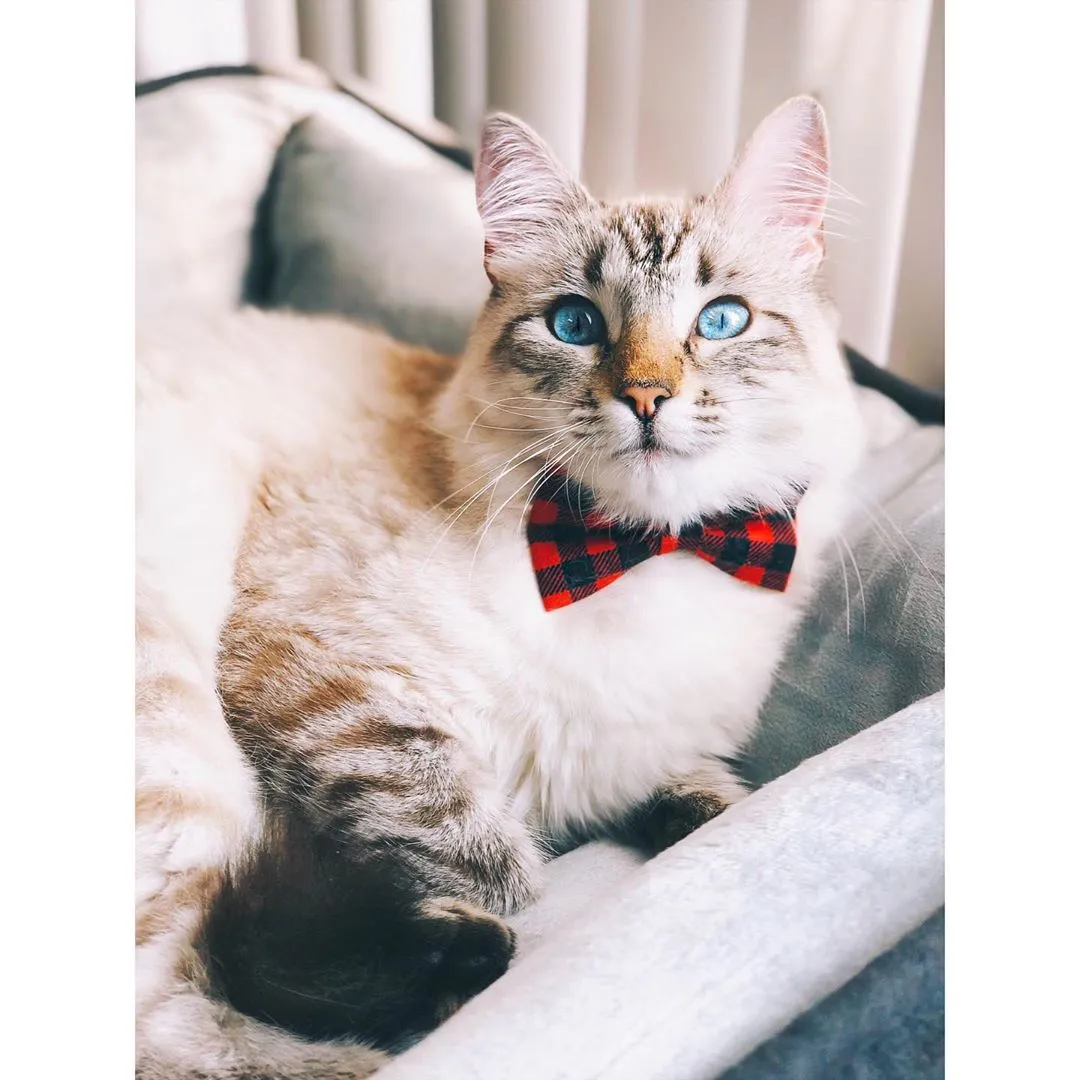 Pet Bow Tie - "Cozy Cabin Red" - Buffalo Check Plaid in Red - Fall / Winter / Holiday / Hipster - Detachable Bowtie for Cats   Dogs