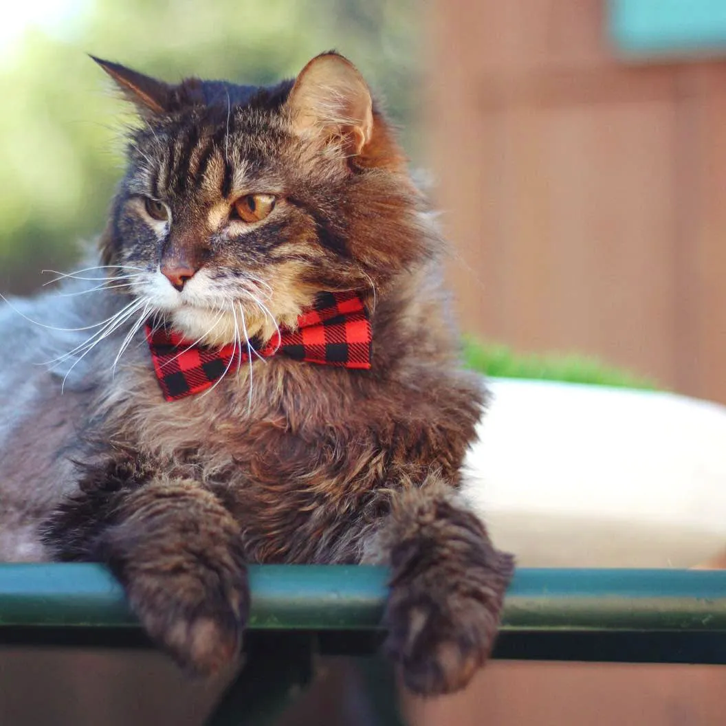 Pet Bow Tie - "Cozy Cabin Red" - Buffalo Check Plaid in Red - Fall / Winter / Holiday / Hipster - Detachable Bowtie for Cats   Dogs
