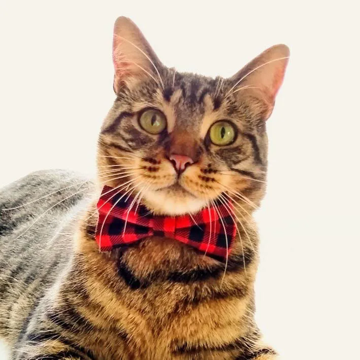 Pet Bow Tie - "Cozy Cabin Red" - Buffalo Check Plaid in Red - Fall / Winter / Holiday / Hipster - Detachable Bowtie for Cats   Dogs