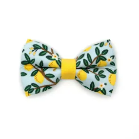 Pet Bow Tie - "Lemon Drops" - Rifle Paper Co® Light Blue w/ Lemons Cat Bow Tie / Spring   Summer / For Cats   Small Dogs (One Size)