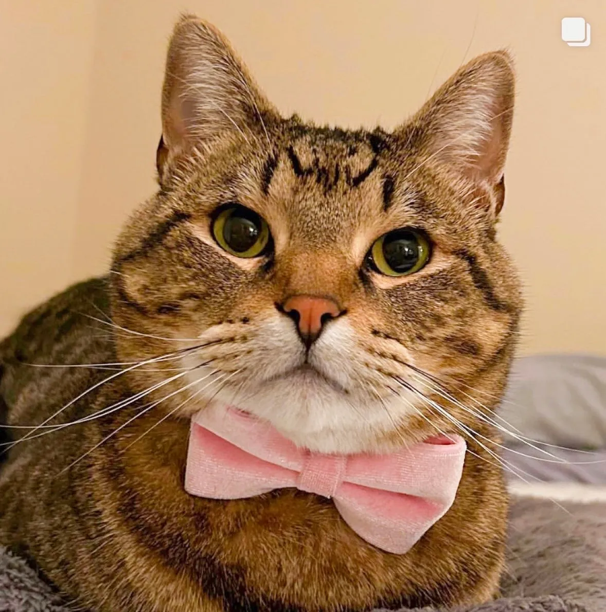 Pet Bow Tie - "Velvet - Ballet Pink" - Classic Light Pink Velvet Cat Bow Tie / For Cats   Small Dogs (One Size)