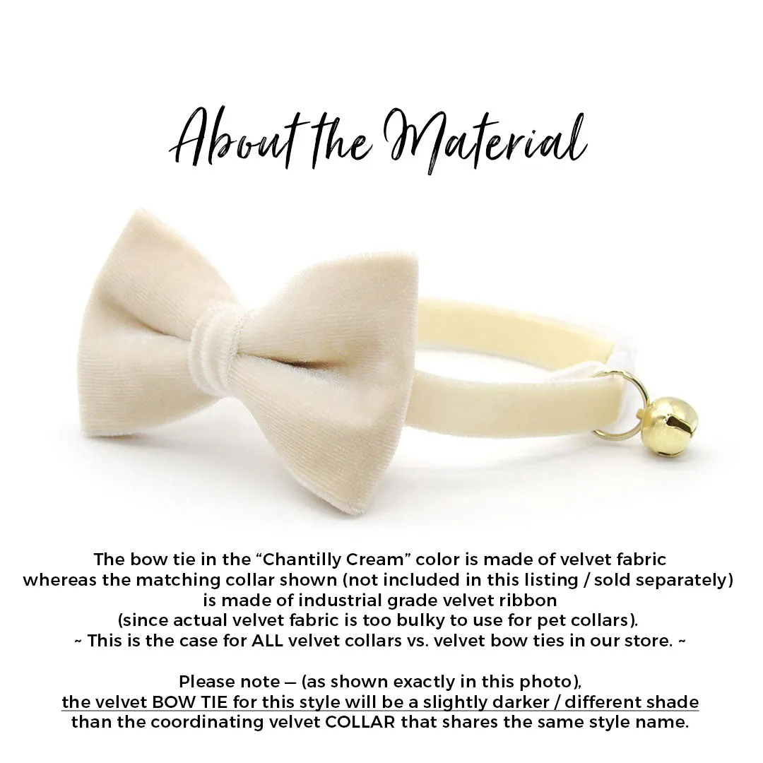 Pet Bow Tie - "Velvet - Chantilly Cream" - Warm Light Beige Velvet Cat Bow Tie / For Cats   Small Dogs (One Size)