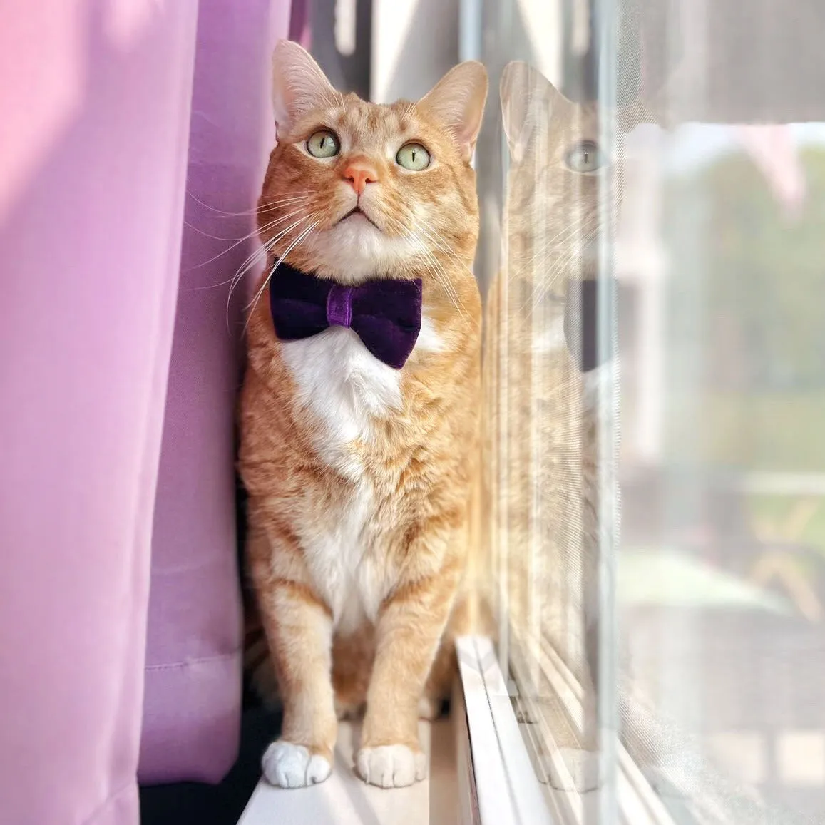 Pet Bow Tie - "Velvet - Royal Purple" - Rich Purple Velvet Bowtie / Wedding / For Cats   Small Dogs (One Size)