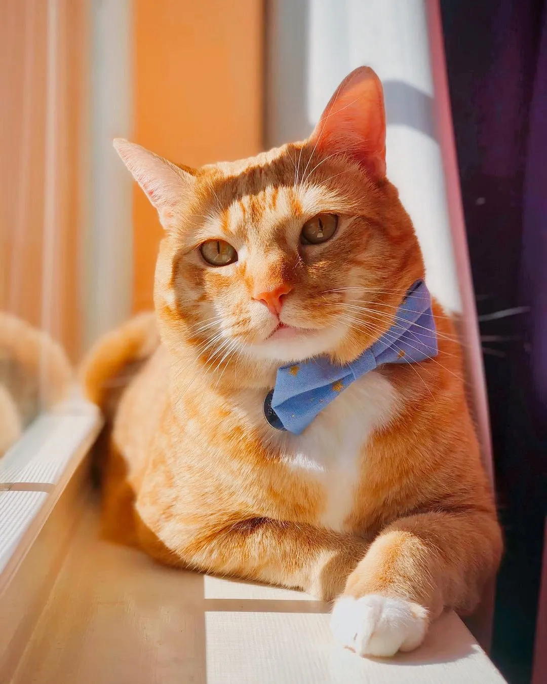 Rifle Paper Co® Pet Bow Tie - "Dusk" - Gold Stars on Periwinkle Blue Bow Tie for Cat / For Cats   Small Dogs (One Size)