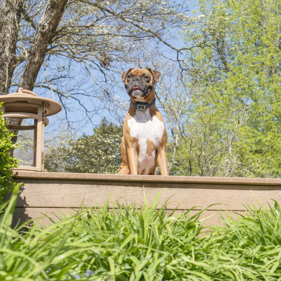 Spray Bark Collar